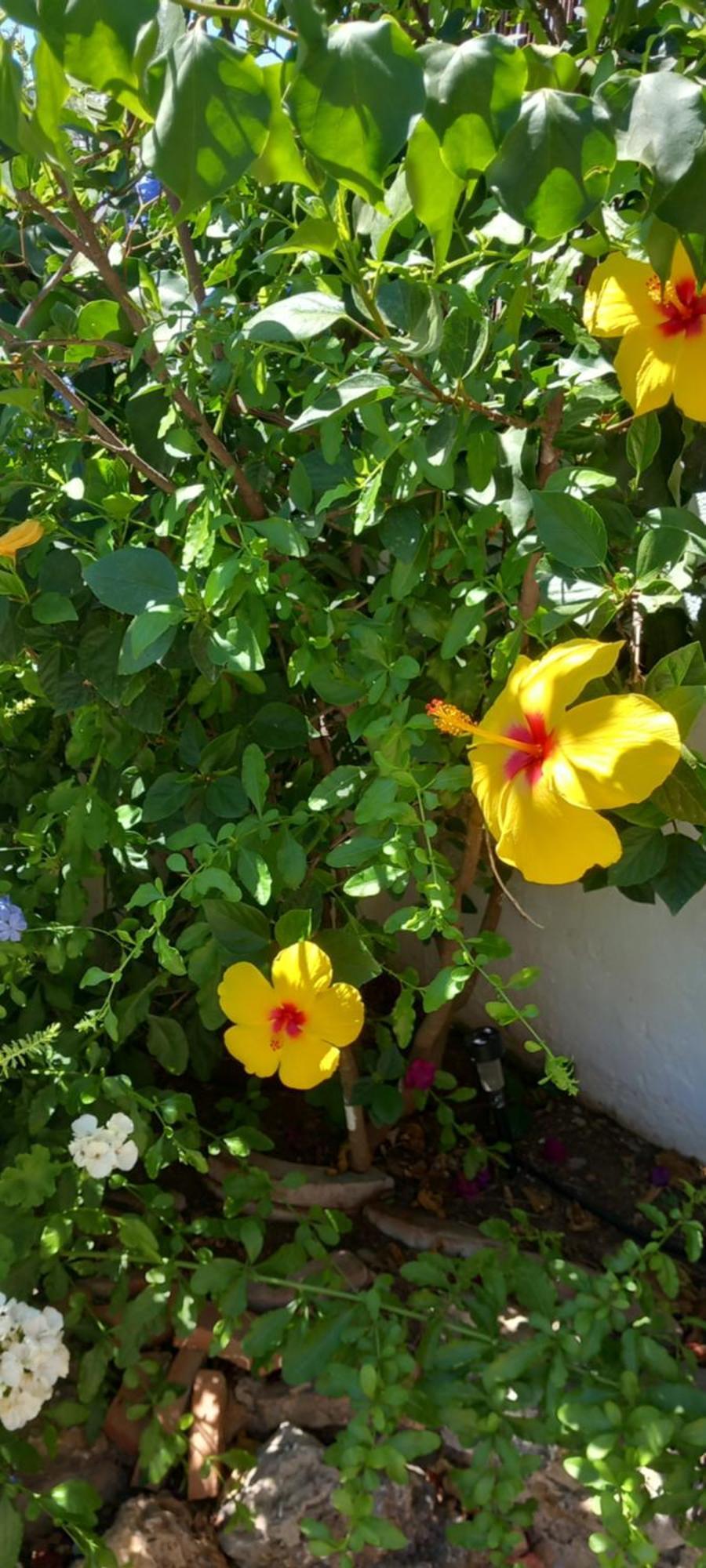 La Posada De La Muela Algodonales Esterno foto